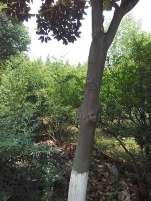 苏州白花玉石籽大石榴树品种