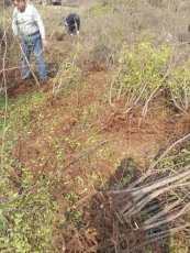 周口红花玉石籽大石榴树生产基地