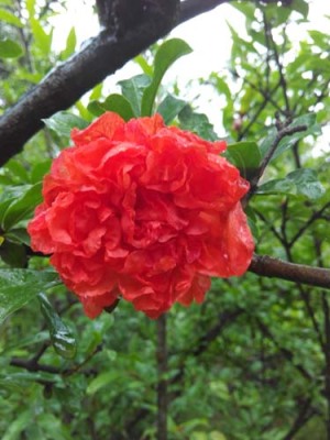 永州白花玉石籽大石榴树价格