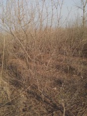 温州牡丹花石榴树苗图片