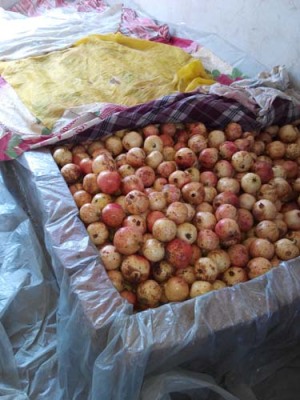 苏州白花玉石籽大石榴树品种