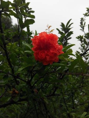 周口红花玉石籽大石榴树生产基地