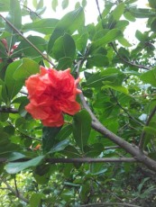 衡阳牡丹花石榴树苗品种