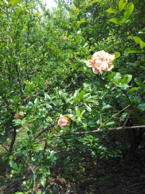 滁州青皮石榴树生产基地