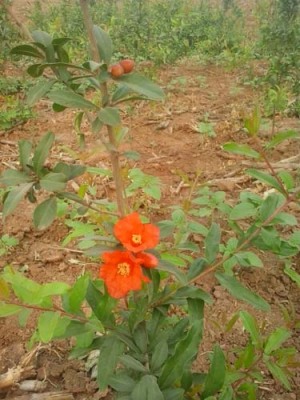 安徽青皮古石榴树种植技术
