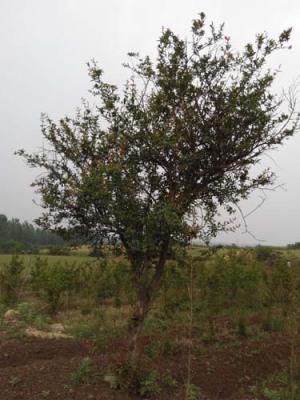 安庆红玛瑙大石榴树种植技术