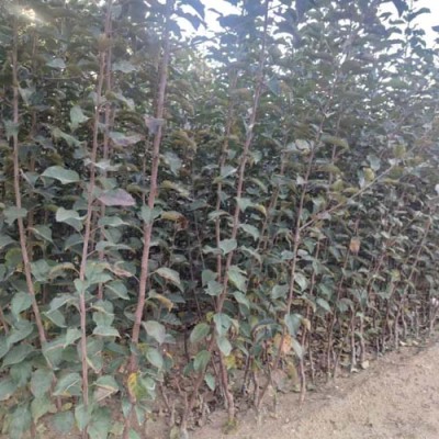 西藏0.7公分水蜜桃苹果苗养殖基地
