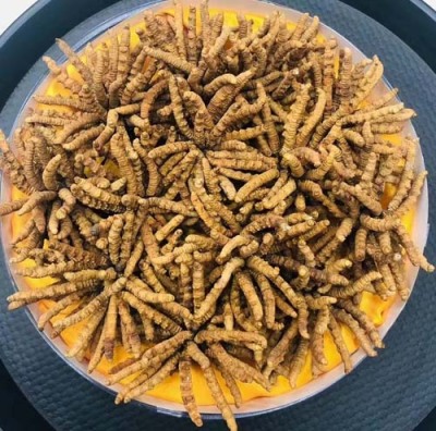 宁波冬虫夏草回收最新价格