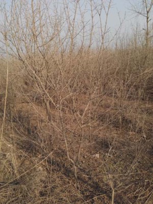 益阳红花玉石籽古石榴树种植技术
