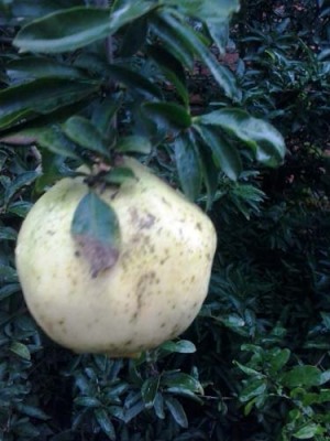 温州白花玉石籽石榴树品种排名
