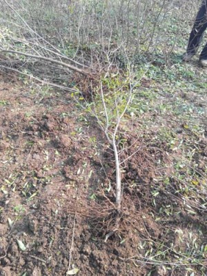 徐州白花玉石籽石榴生产基地