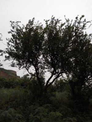 商丘牡丹花石榴树苗种植技术