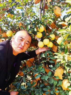 西藏3公分水蜜桃苹果苗供应