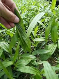 湖北百草堂白芨种植强势吸睛带来立业好利润