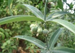 湖北百草堂黄精种植拥有好发展前景赢得信赖