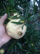 红花玉石籽石榴树苗种植技术
