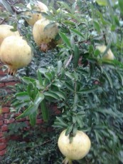 郑州白花玉石籽大石榴树种植技术
