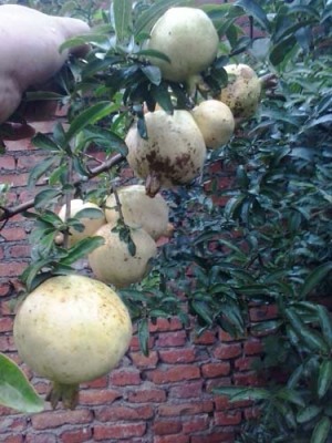郑州白花玉石籽大石榴树种植技术