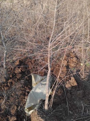 淮南红花玉石籽大石榴树生产基地