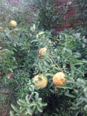 宿迁白花玉石籽石榴树苗品种