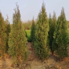 邢台1.5米高侧柏苗木种植基地