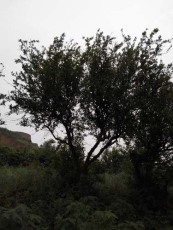 永州牡丹花石榴树品种排名