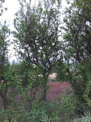 上海红玛瑙石榴树品种排名