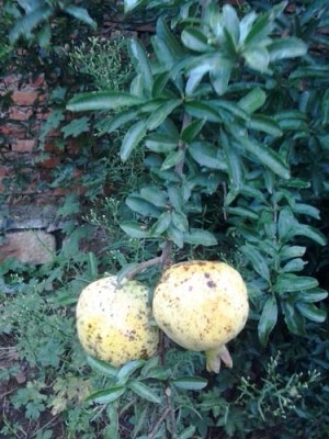 衡阳红花玉石籽古石榴树种植技术