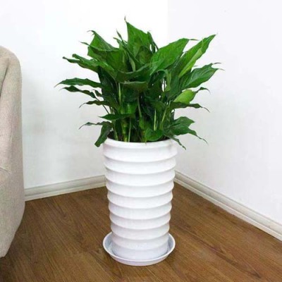 花桥室内植物租赁哪家好