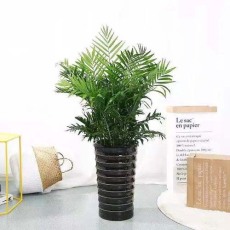 巴城绿植租赁价格明细表