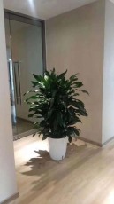 支塘绿植花卉租赁大概多少钱