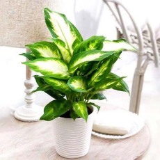 渭塘室内植物租赁价格