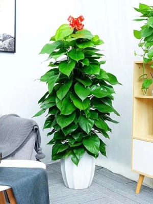 支塘绿植花卉租赁大概多少钱