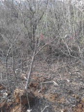 滁州红花玉石籽石榴树品种排名