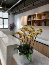 松陵专业绿植租摆哪家好