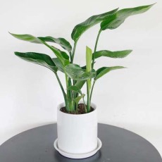 漕湖室内植物租赁公司哪家好