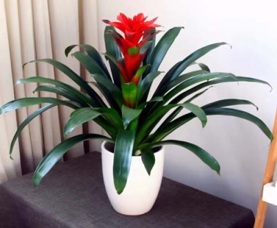 莫城绿植花卉租赁哪家好