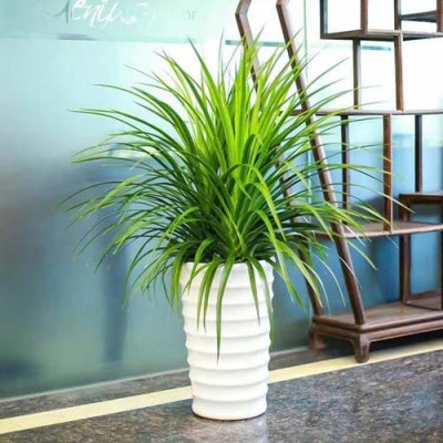 辛庄植物养护电话