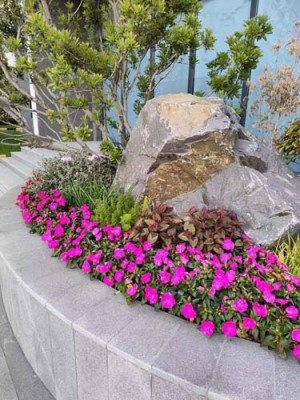 金鸡湖花卉出租哪家好