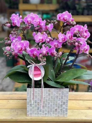 北河泾租花绿植价格哪家实惠