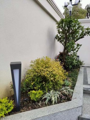 后滕室内植物租赁哪家好