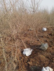 扬州牡丹花石榴生产基地