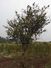 新乡红玛瑙大石榴树图片
