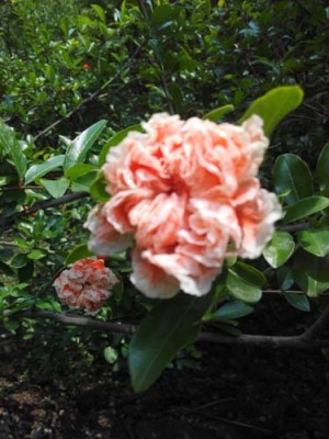 扬州白花玉石籽石榴图片