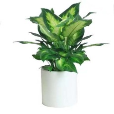 江陵花卉租摆价格明细表