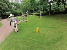 白洋湾办公室绿植养护租赁价格多少