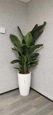 临湖植物养护价格