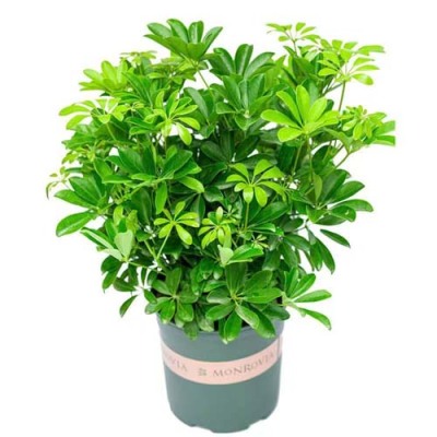 东渚植物租摆平台