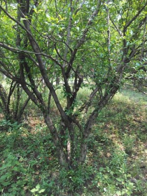 常州红花玉石籽大石榴树品种