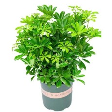 金庭室内植物租赁公司